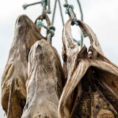 Tr&ouml;llskagi: Hauganes Trockenfisch